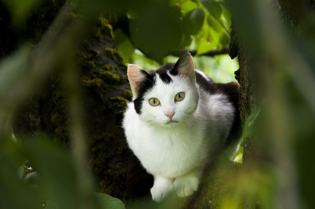 Schwarz-weisse Katze – Luzi&amp;#39;s Foto Blog
